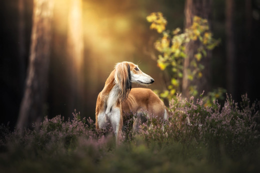 1755826 (a): :2048x1365